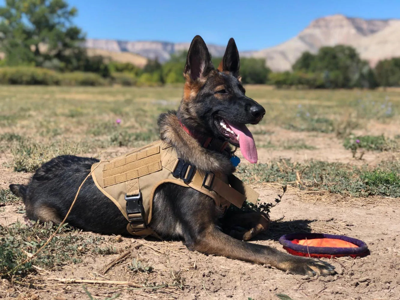 Military Large Dog Harness ,Collar Leash Bags, Patches, Set Pet Malinois Training Vests Tactical Dogs Harnesses Accessories