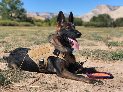 Military Large Dog Harness ,Collar Leash Bags, Patches, Set Pet Malinois Training Vests Tactical Dogs Harnesses Accessories