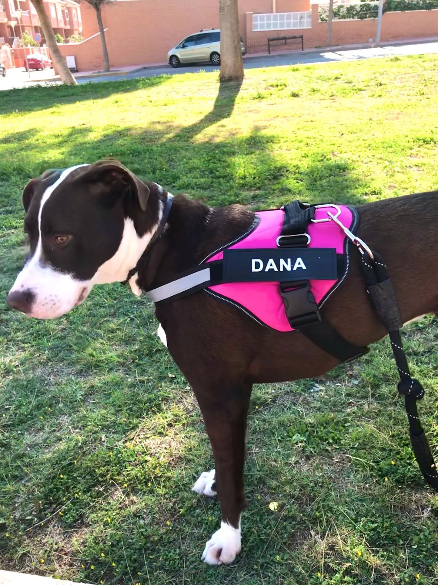 Dog Harness Vest, ID Patch Customized Reflective Breathable Adjustable Pet Harness For Dog