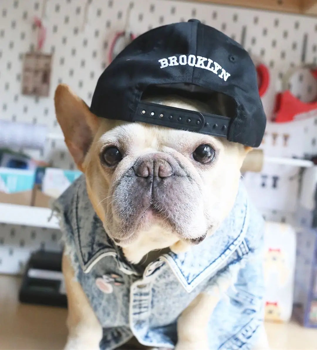 Pet Dog Jeans Jacket Denim, , Small Dog Clothes Spring/Autumn Apparel Fashion
