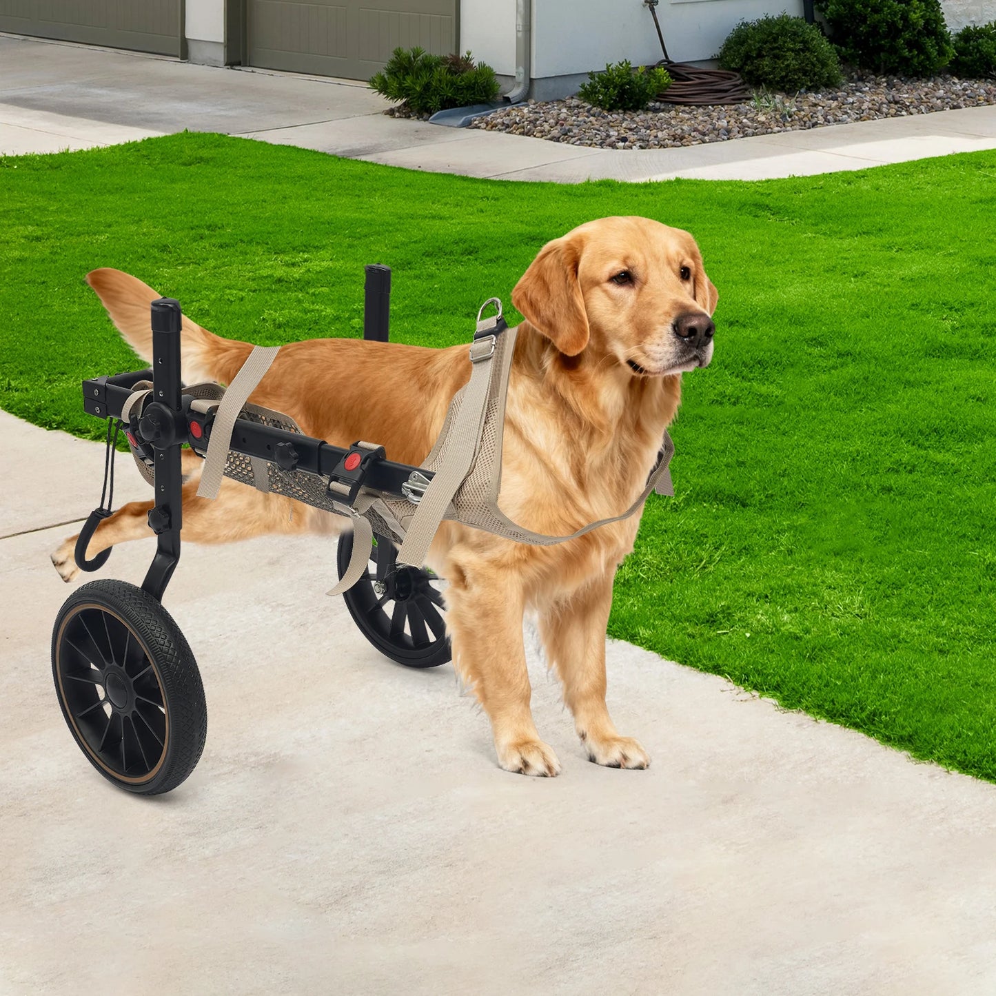 Pet Walking Aid, XL Pet Rehabilitation Walking Aid Stable and Reliable 2-wheel Dog Wheelchairs,Refined Leash D-Ring for Back Legs