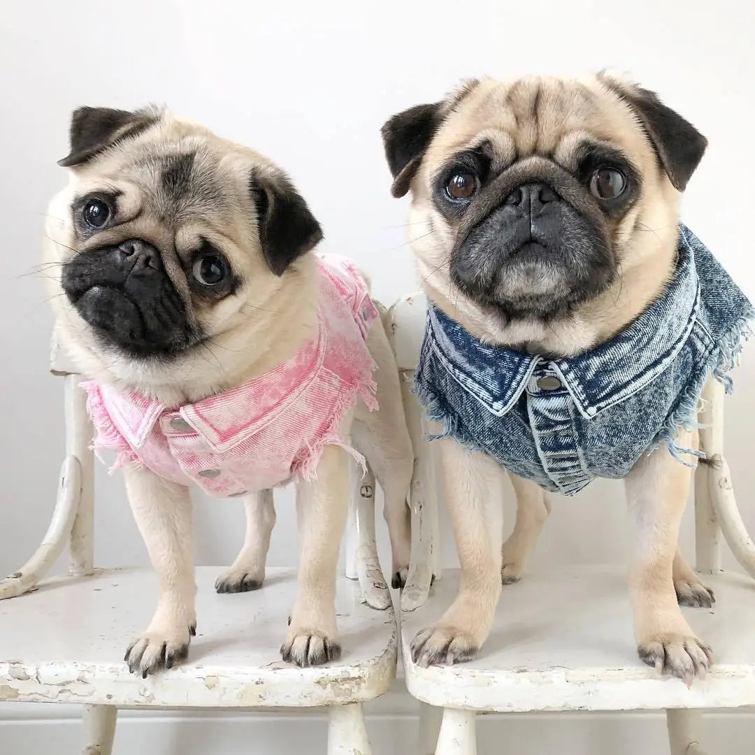 Pet Dog Jeans Jacket Denim, , Small Dog Clothes Spring/Autumn Apparel Fashion