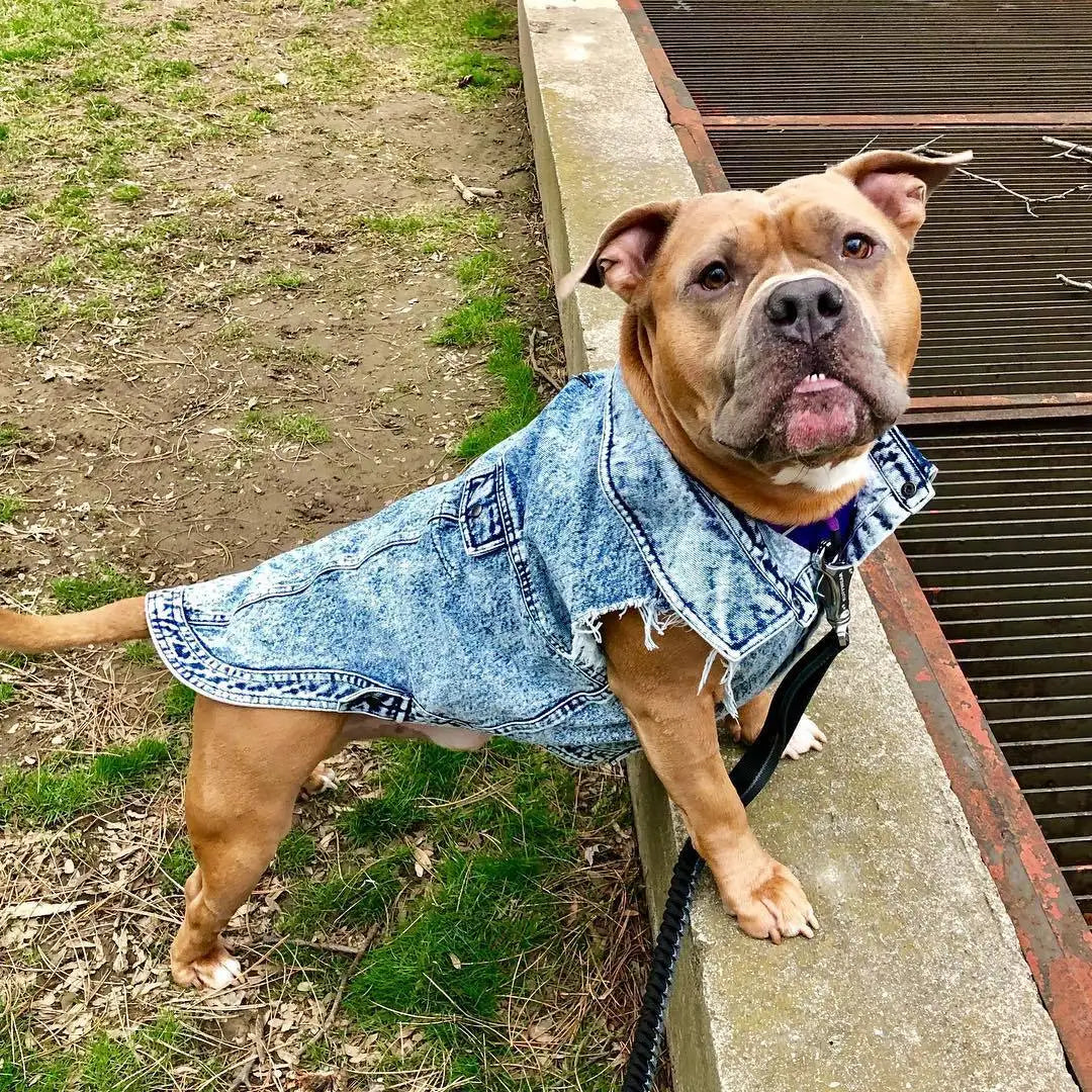 Pet Dog Jeans Jacket Denim, , Small Dog Clothes Spring/Autumn Apparel Fashion