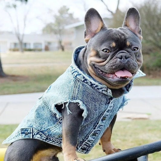 Pet Dog Jeans Jacket Denim, , Small Dog Clothes Spring/Autumn Apparel Fashion