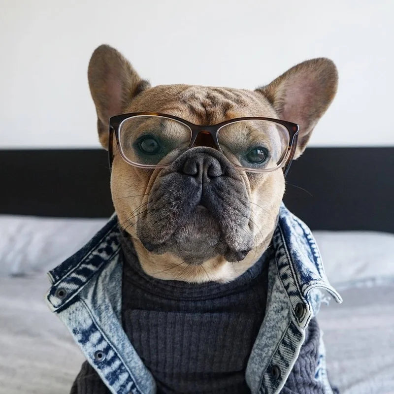 Pet Dog Jeans Jacket Denim, , Small Dog Clothes Spring/Autumn Apparel Fashion