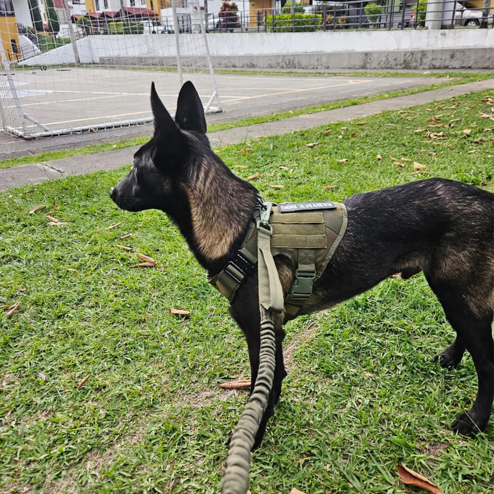 Tactical Dog Harness, Leash Set for Large Dogs, Military Harnesses for Training and Walking or Hunting