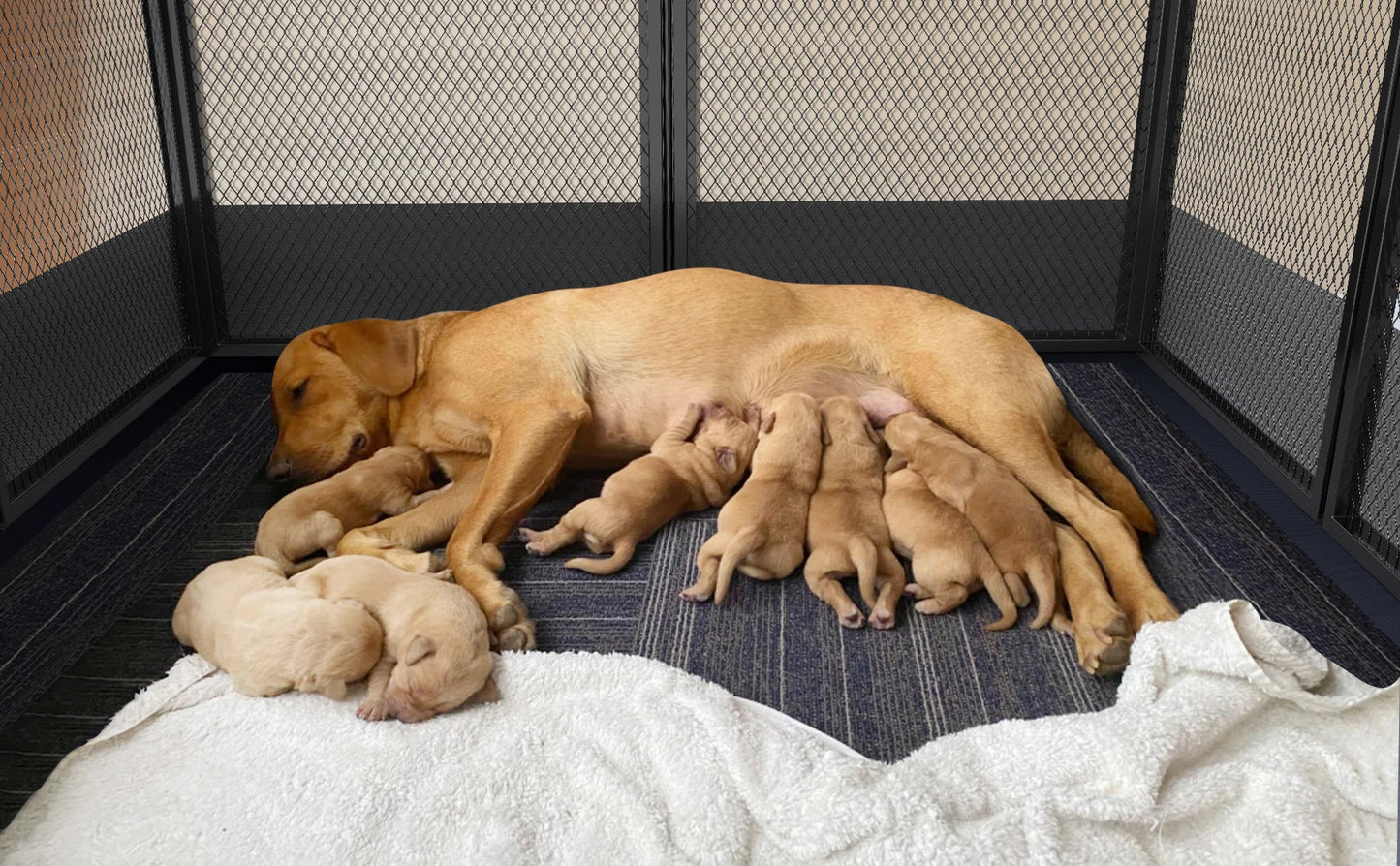 8 Panels DIY Heavy Duty Dog Playpen, Pen Outdoor or Indoor, Dog, Puppy Metal Fence with Waterproof Fertility Pad for Whelping,Training
