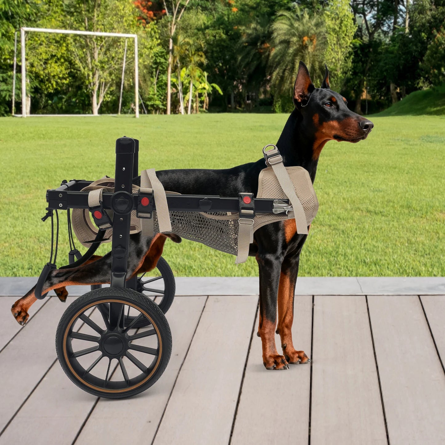 Pet Walking Aid, XL Pet Rehabilitation Walking Aid Stable and Reliable 2-wheel Dog Wheelchairs,Refined Leash D-Ring for Back Legs