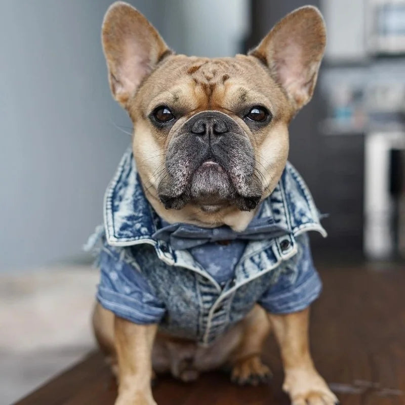 Pet Dog Jeans Jacket Denim, , Small Dog Clothes Spring/Autumn Apparel Fashion