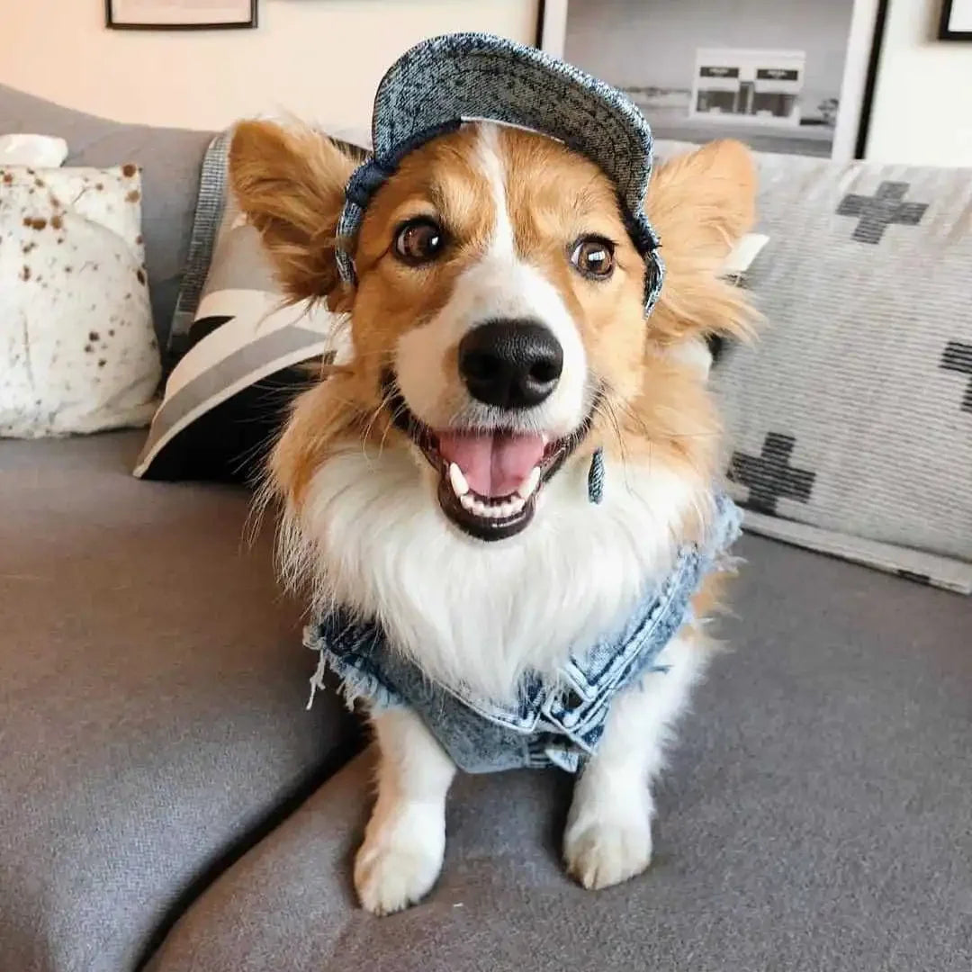 Pet Dog Jeans Jacket Denim, , Small Dog Clothes Spring/Autumn Apparel Fashion