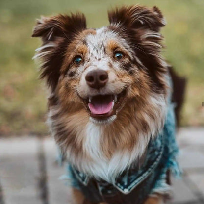 Pet Dog Jeans Jacket Denim, , Small Dog Clothes Spring/Autumn Apparel Fashion